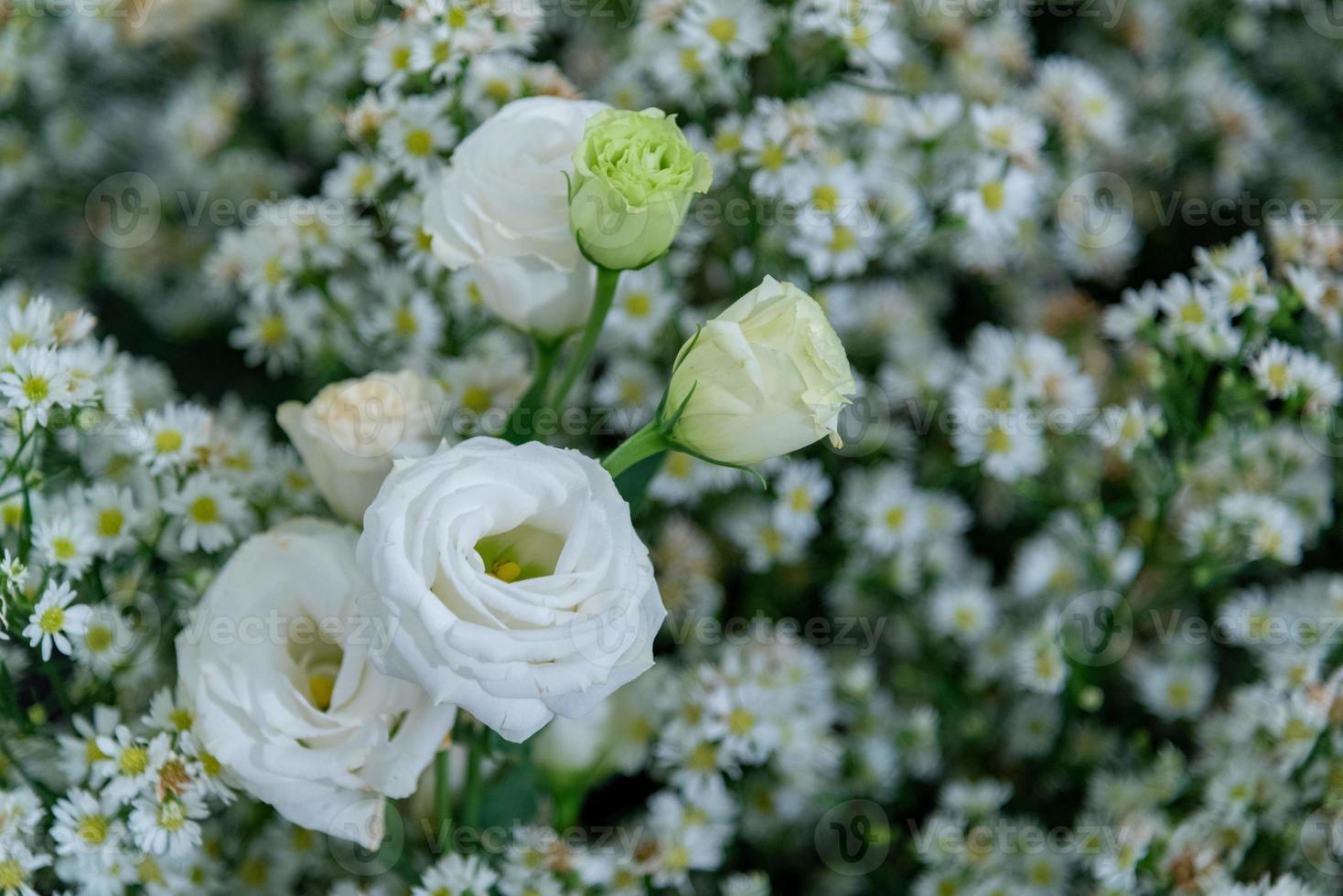 fiori bianchi rosa nei campi di erba verde con il sole che splende foto