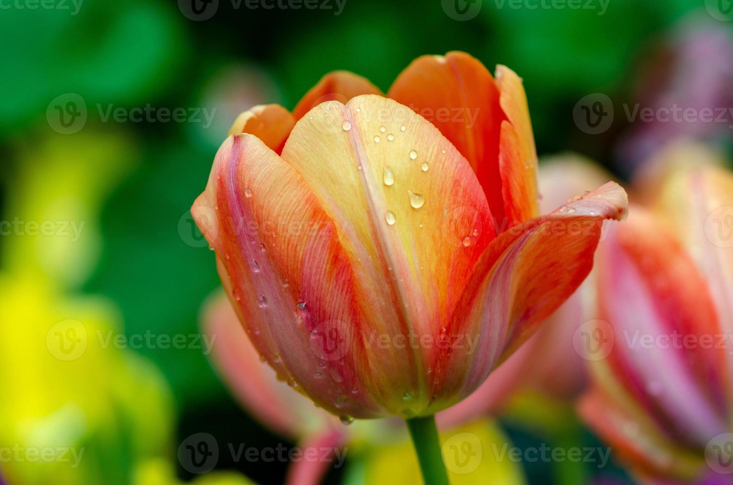 i campi di tulipani gialli rossi sono densamente fioriti foto