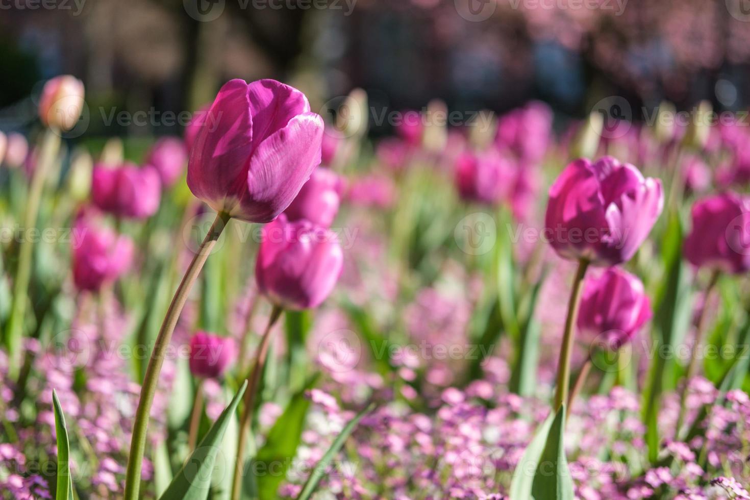 Garden tulip tulipa gesneriana Queens University belfast Irlanda del Nord Regno Unito foto