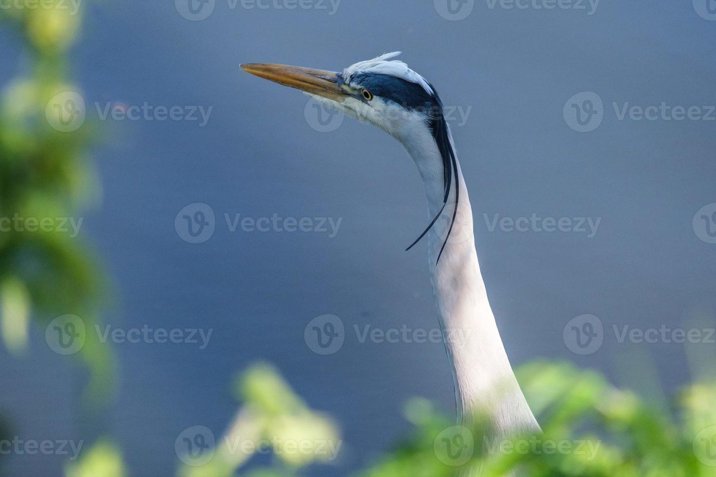 airone cenerino ardea cinerea fiume lagan belfast Irlanda del Nord Regno Unito foto