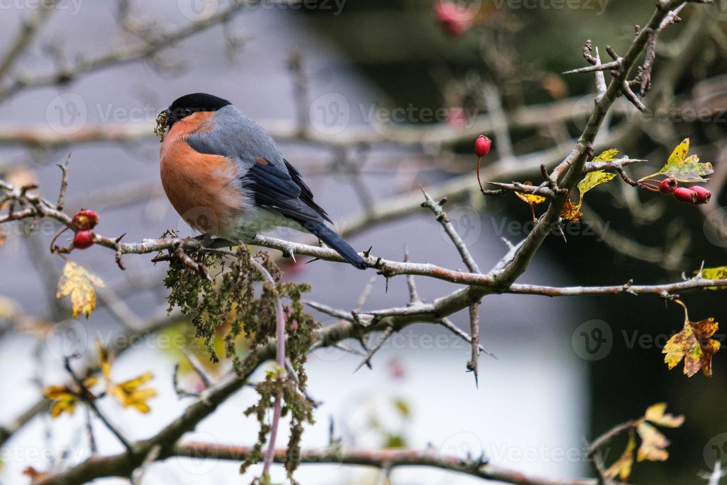 Eurasian bullfinch pyrrhula pyrrhula fiume lagan belfast Irlanda del Nord Regno Unito foto