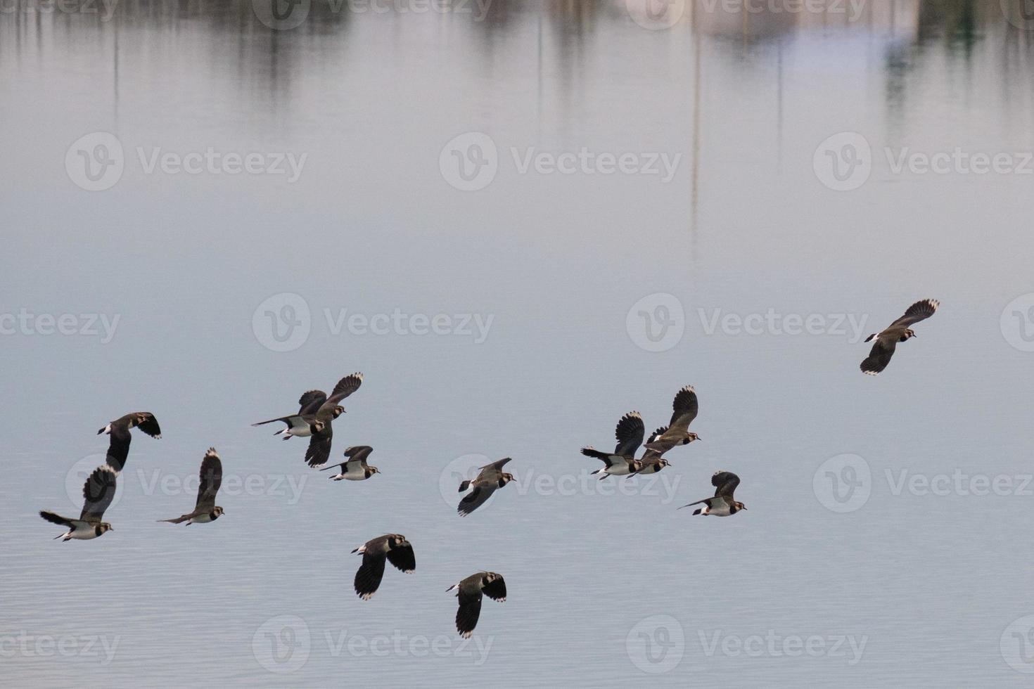 Pavoncella Vanellus vanellus victoria park belfast Irlanda del Nord Regno Unito foto