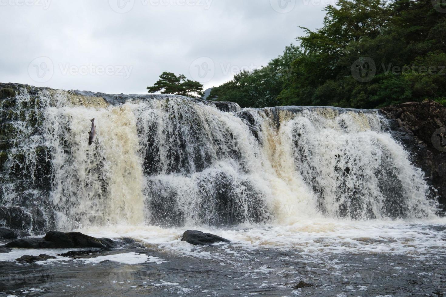 salmone che salta alle cascate di aasleagh mayo irlanda foto