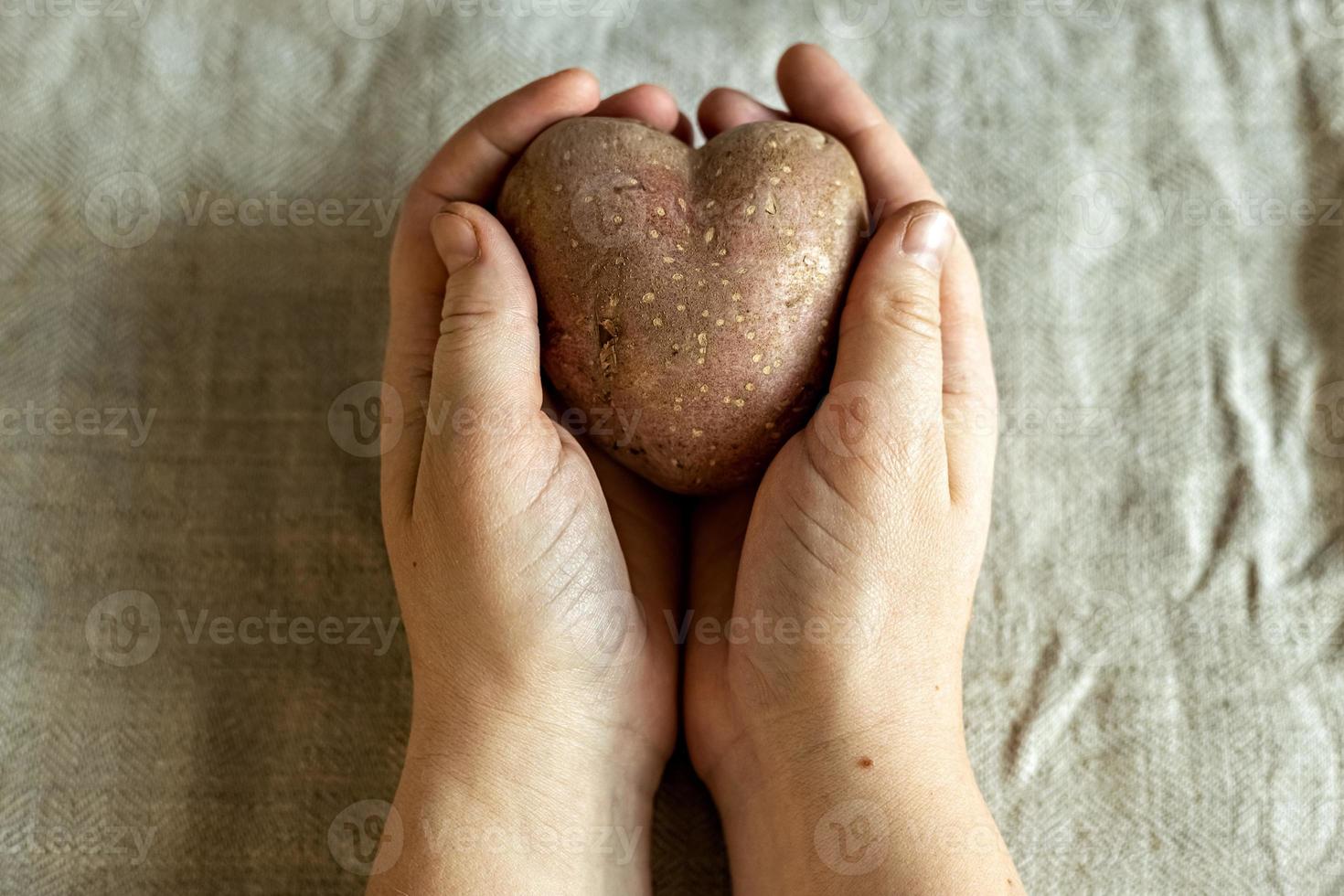 mani femminili che tengono brutte verdure patate a forma di cuore su uno sfondo di tela di lino. quadrato, cibo brutto. foto