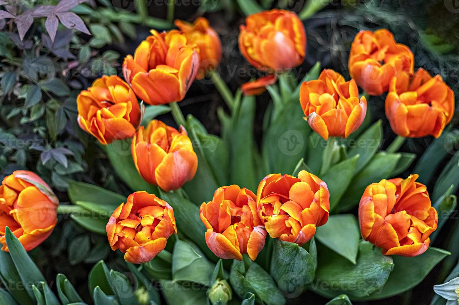 tulipani giallo-rossi su un'aiuola in giardino. primavera. fioritura foto