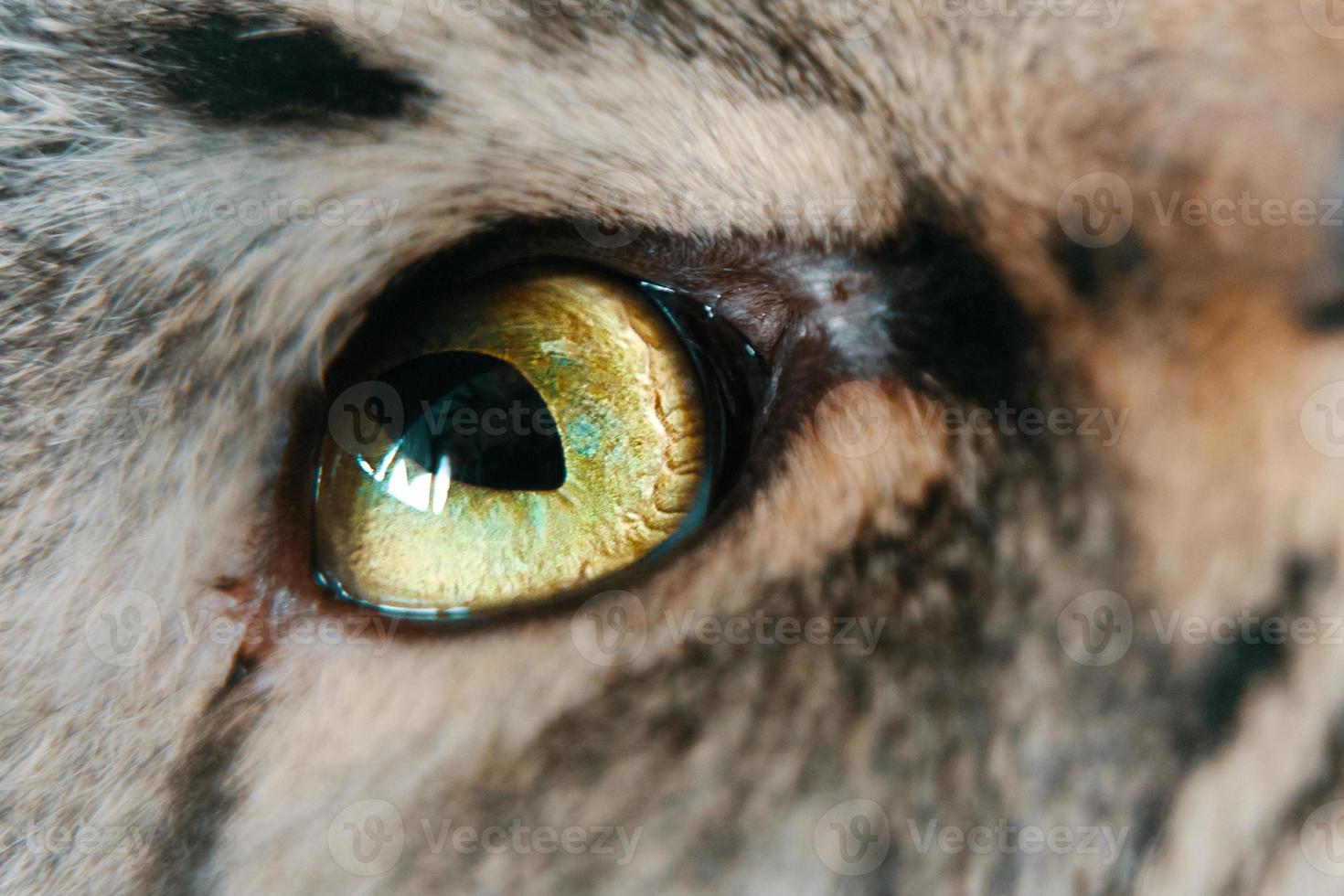 primo piano dell'occhio verde del gatto. foto