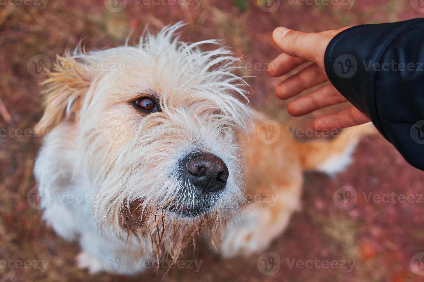 uomo che accarezza il cane. foto