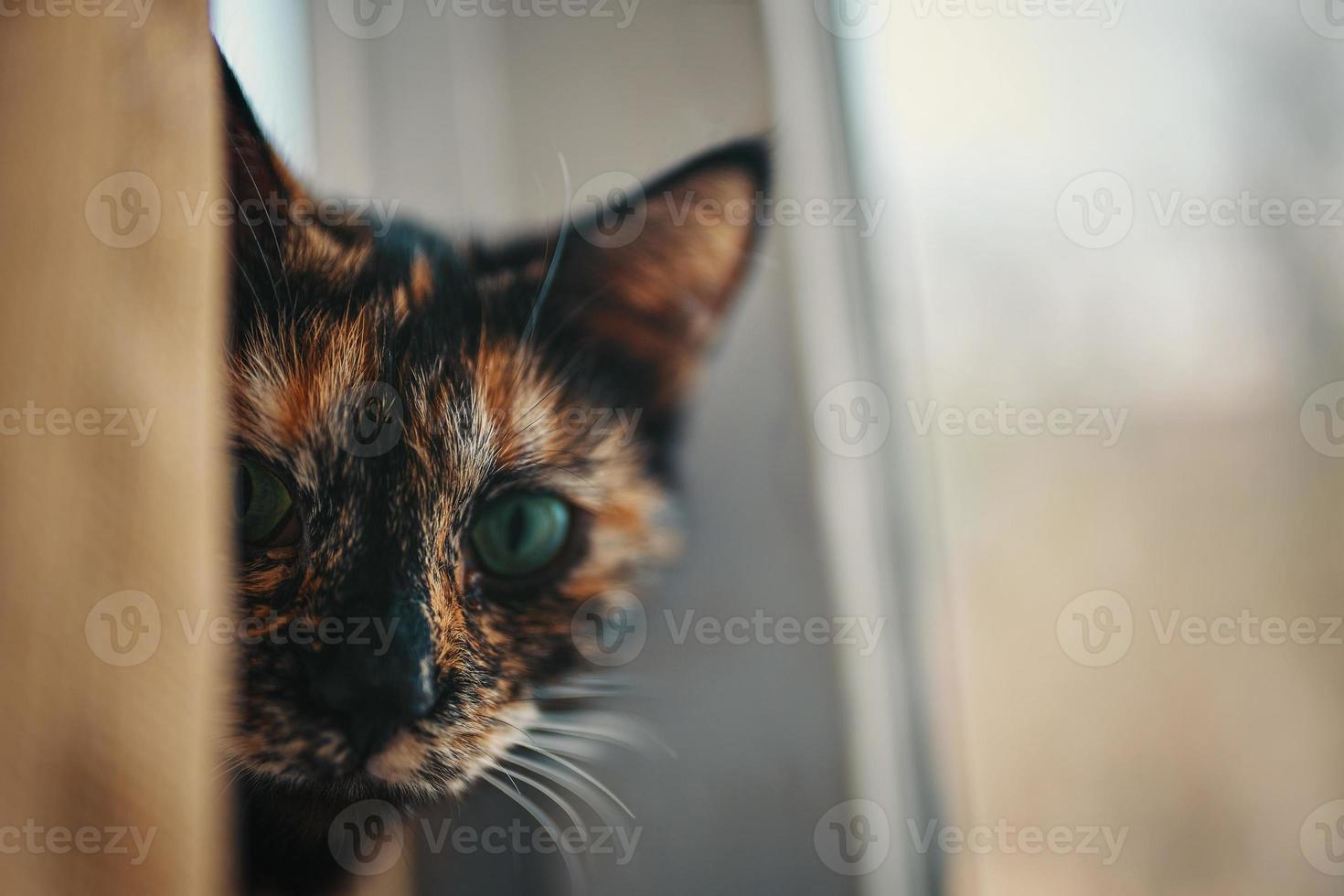 gatto multicolore fa capolino da dietro la tenda. foto