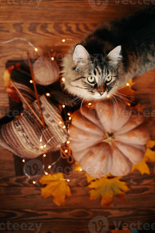 gatto, zucca, foglie d'autunno e una sciarpa lavorata a maglia su uno sfondo di legno. foto