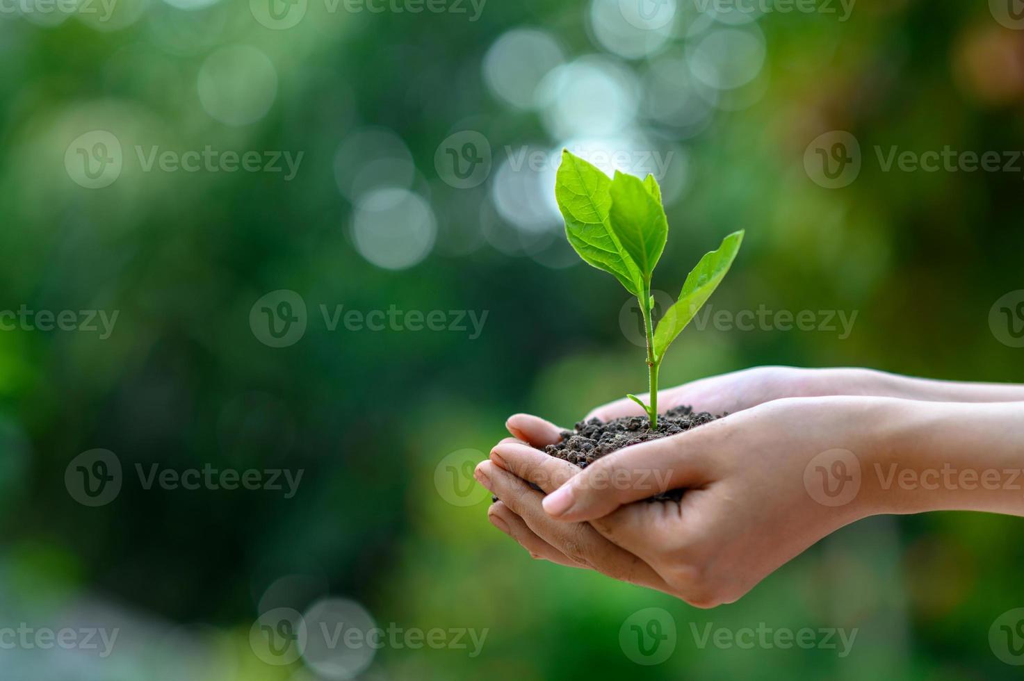 ambiente giornata della terra nelle mani di alberi che crescono piantine. bokeh sfondo verde mano femminile che tiene albero sul campo della natura erba conservazione della foresta concept foto