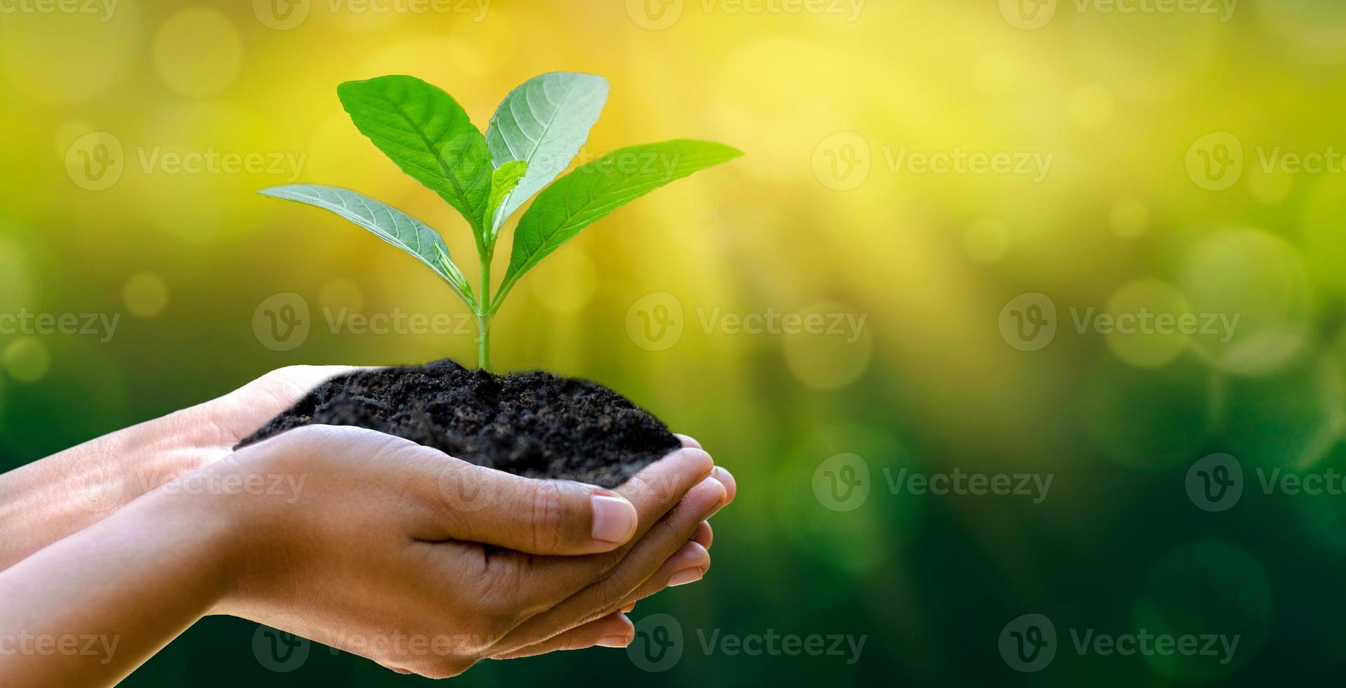 ambiente giornata della terra nelle mani di alberi che crescono piantine. bokeh sfondo verde mano femminile che tiene albero sul campo della natura erba conservazione della foresta concept foto