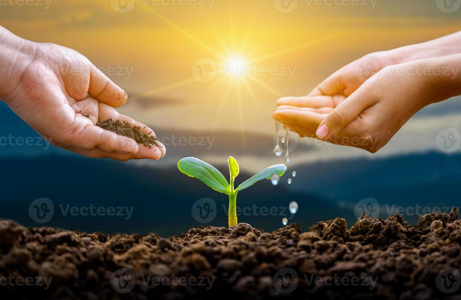 mano che innaffia le piante albero montagna sfondo verde mano femminile che tiene albero sul campo della natura erba concetto di conservazione della foresta foto