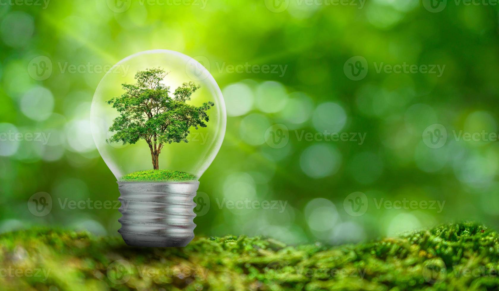 la lampadina si trova all'interno con foglie di bosco e gli alberi sono alla luce. concetti di conservazione ambientale e impianto di riscaldamento globale che cresce all'interno della lampadina su asciutto foto