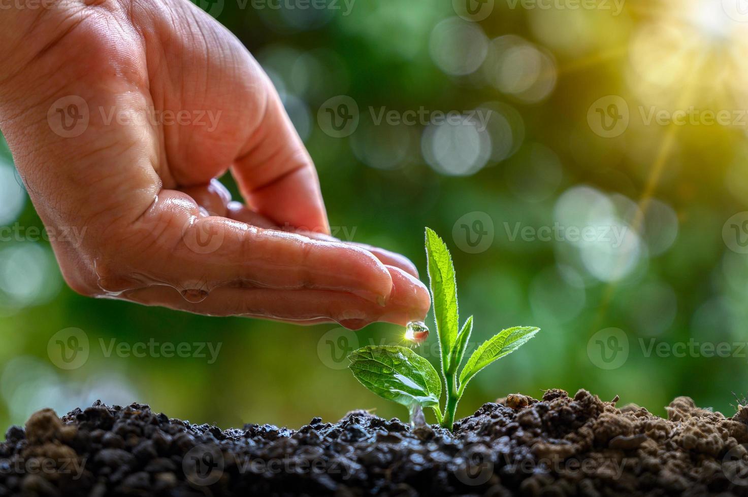 nelle mani di alberi che coltivano piantine. bokeh sfondo verde mano femminile che tiene albero sul campo della natura erba conservazione della foresta concept foto