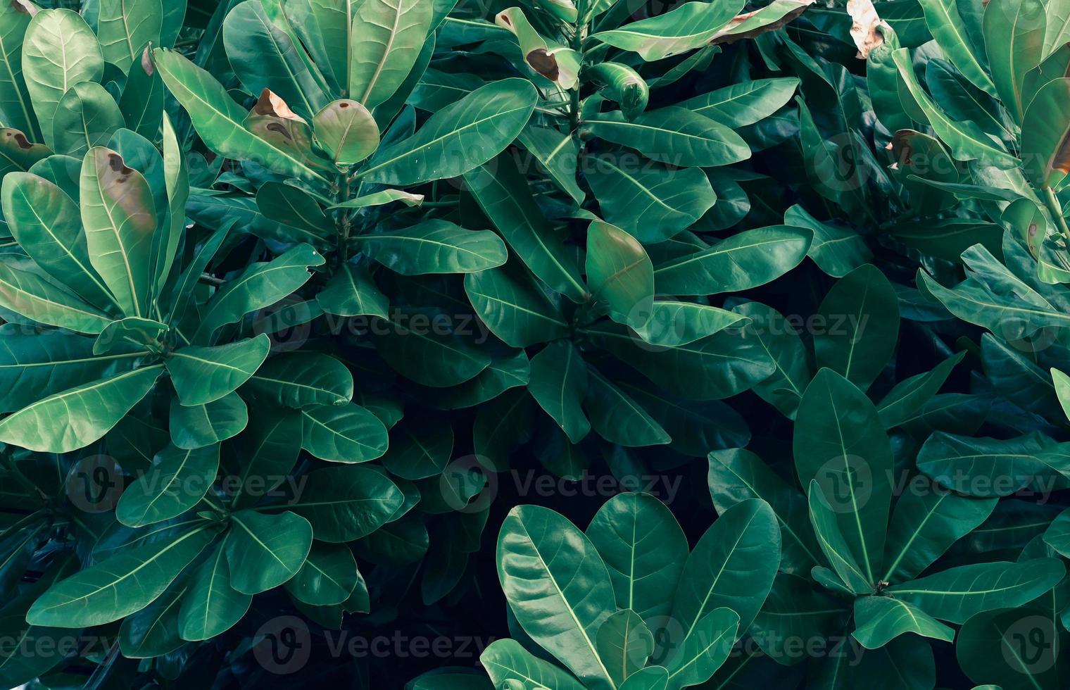 foglie calathea ornata gessato sfondo blu foto