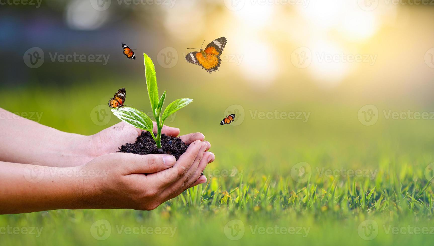 ambiente giornata della terra nelle mani di alberi che crescono piantine. bokeh sfondo verde mano femminile che tiene albero sul campo della natura erba conservazione della foresta concept foto