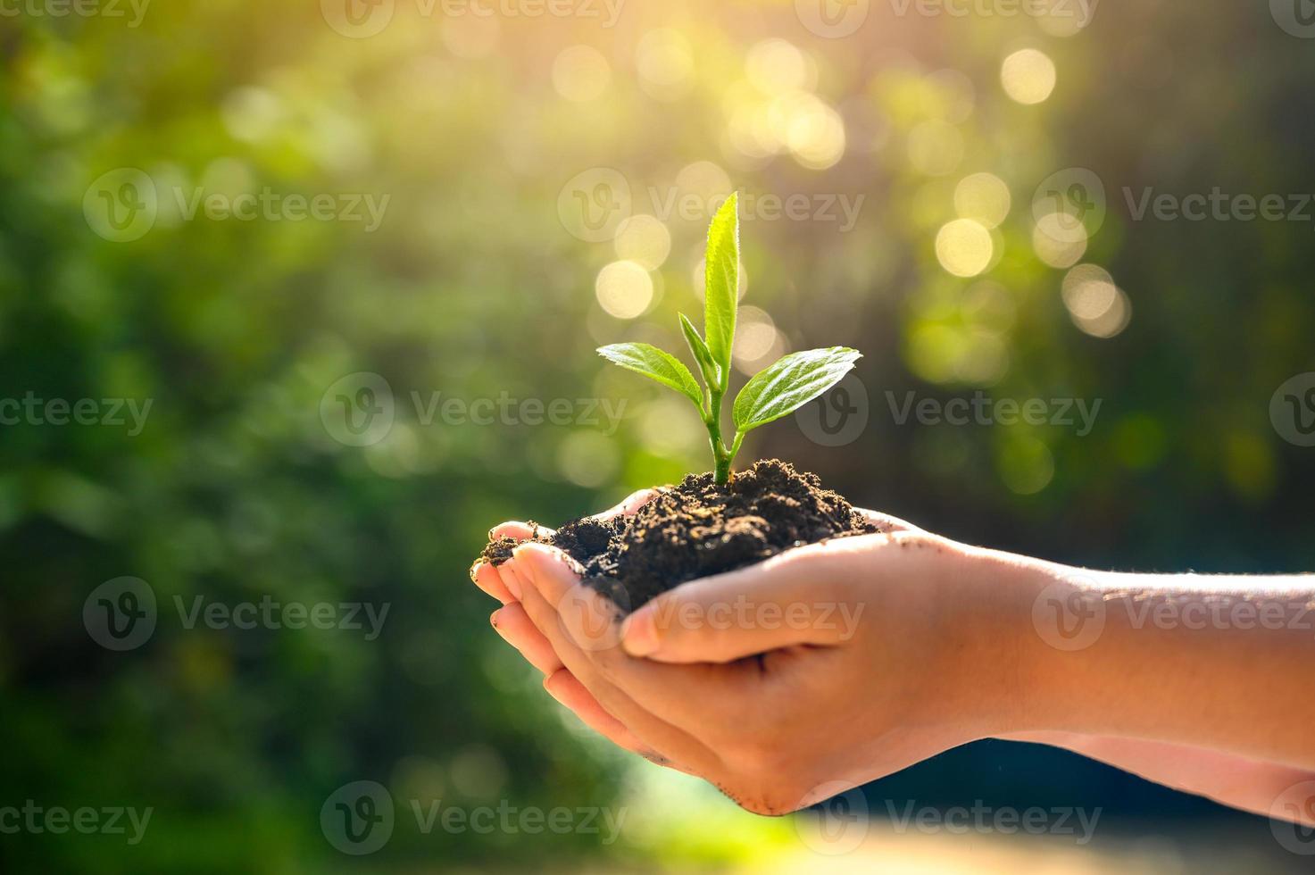 ambiente giornata della terra nelle mani di alberi che crescono piantine. bokeh sfondo verde mano femminile che tiene albero sul campo della natura erba conservazione della foresta concept foto