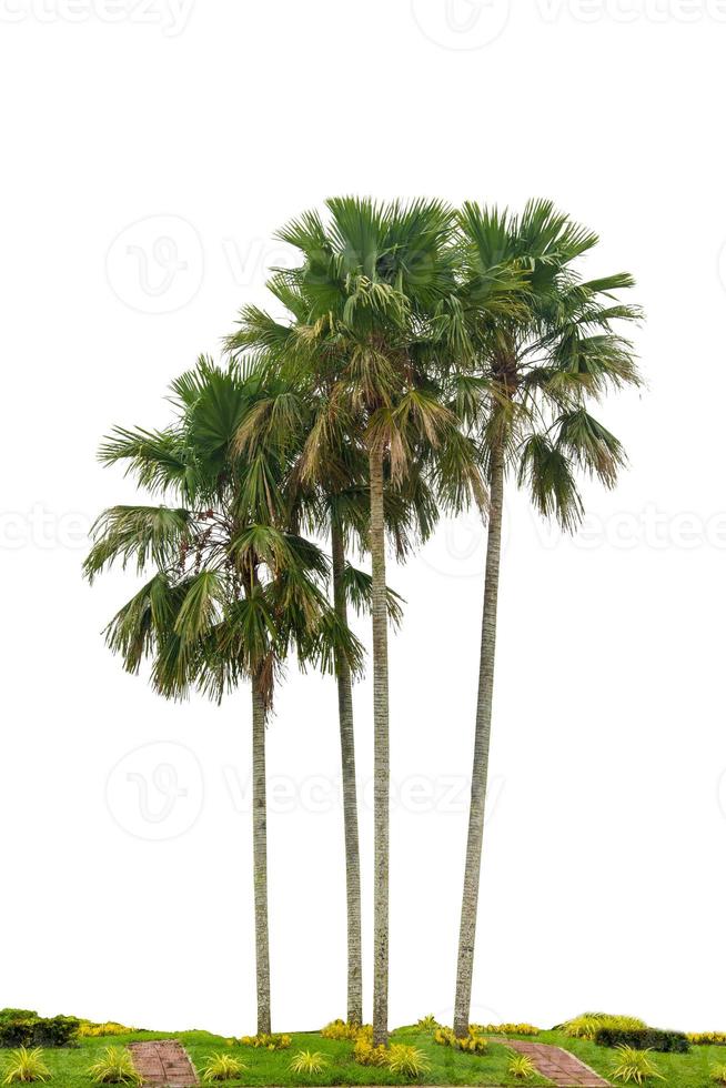 gruppo di palme alberi isolati su sfondo bianco utilizzati nella decorazione architettonica foto