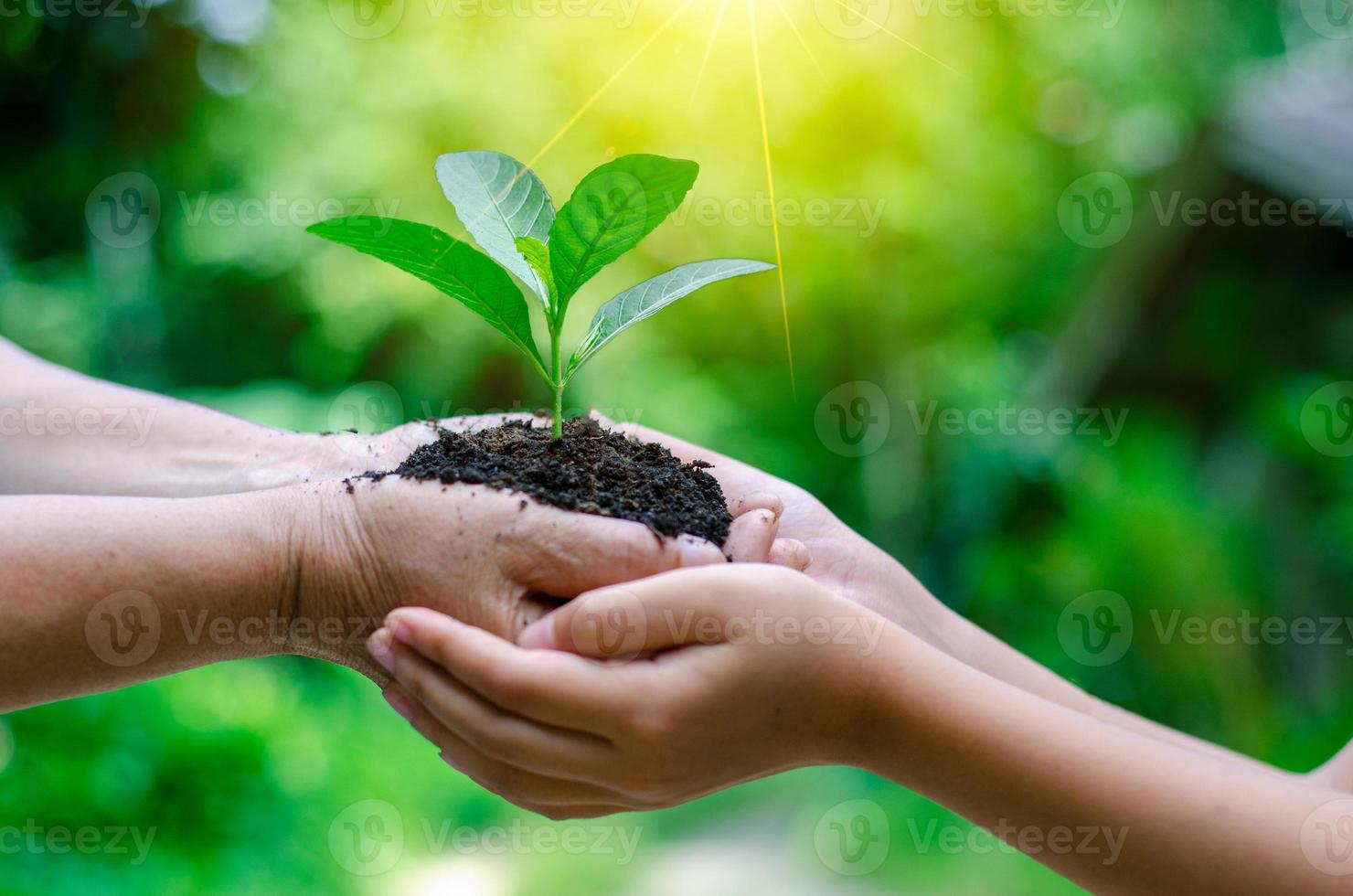 adulti bambino mano albero ambiente giornata della terra nelle mani di alberi che crescono piantine. bokeh sfondo verde mano femminile che tiene albero sul campo della natura erba conservazione della foresta concept foto