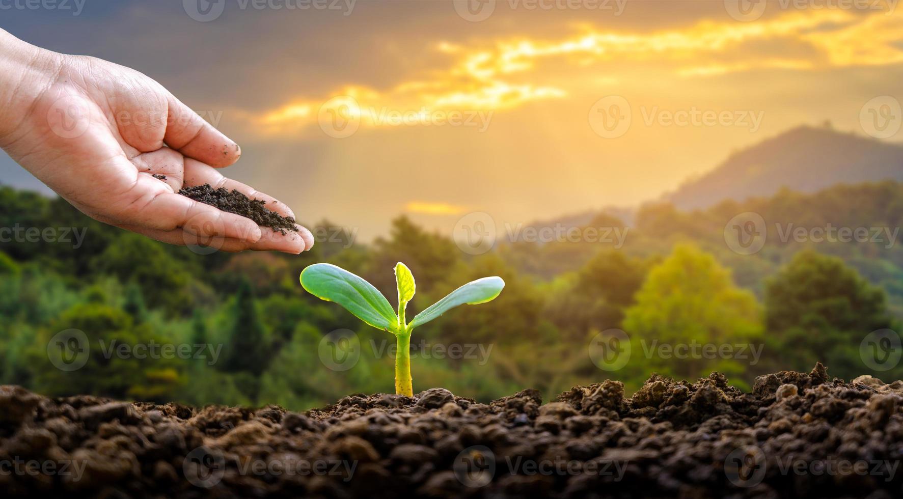 ambiente giornata della terra nelle mani di alberi che crescono piantine. bokeh sfondo verde mano femminile che tiene albero sul campo della natura erba conservazione della foresta concept foto