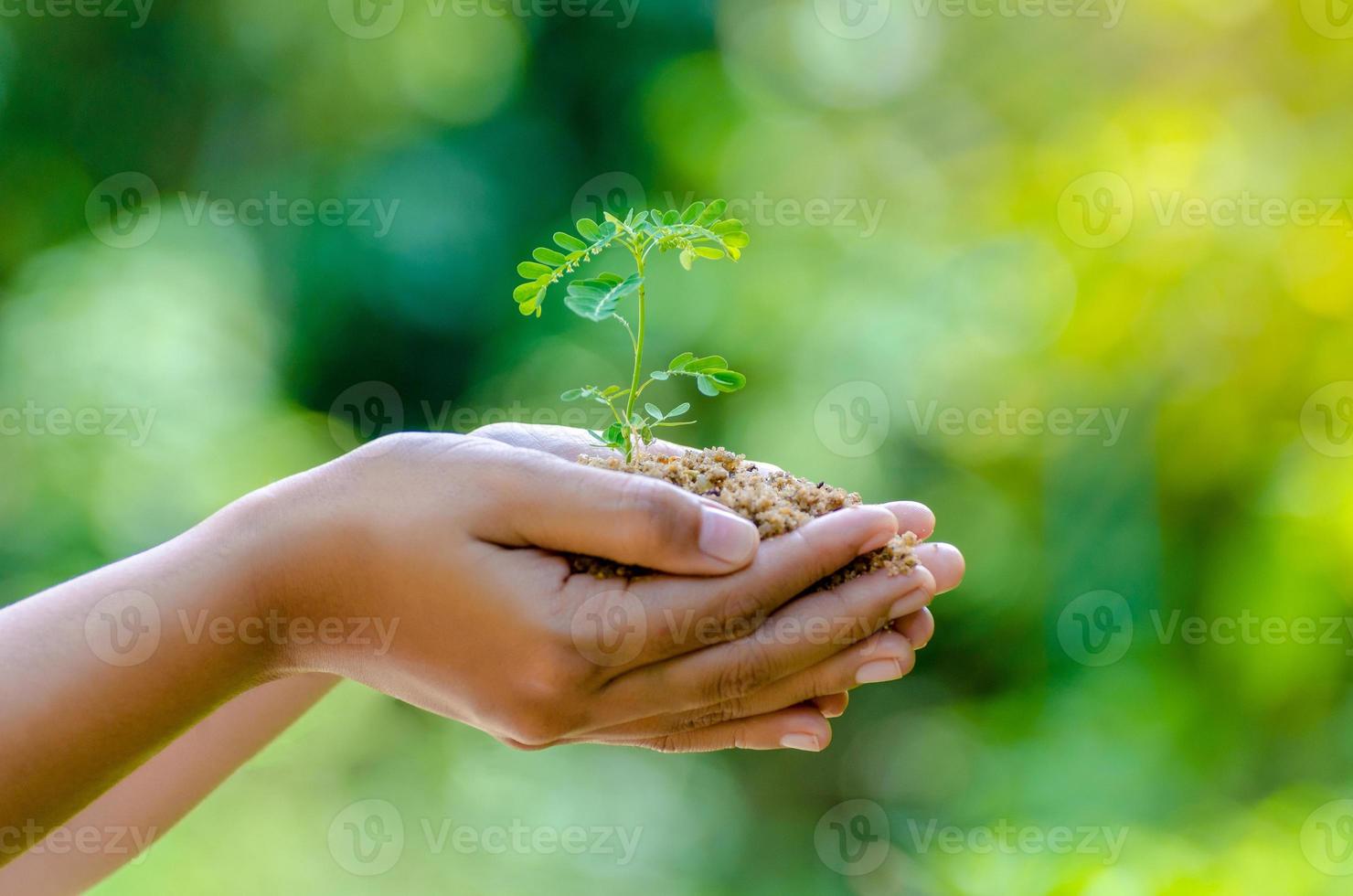 nelle mani di alberi che coltivano piantine. bokeh sfondo verde mano femminile che tiene albero sul campo della natura erba conservazione della foresta concept foto