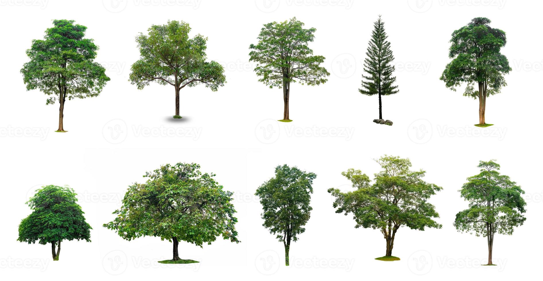 alberi isolati su sfondo bianco raccolta di alberi isolati su sfondo bianco adatti per l'uso nella progettazione architettonica, lavori di decorazione foto