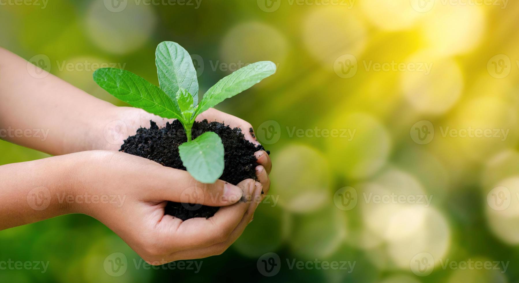 ambiente giornata della terra nelle mani di alberi che crescono piantine. bokeh sfondo verde mano femminile che tiene albero sul campo della natura erba conservazione della foresta concept foto