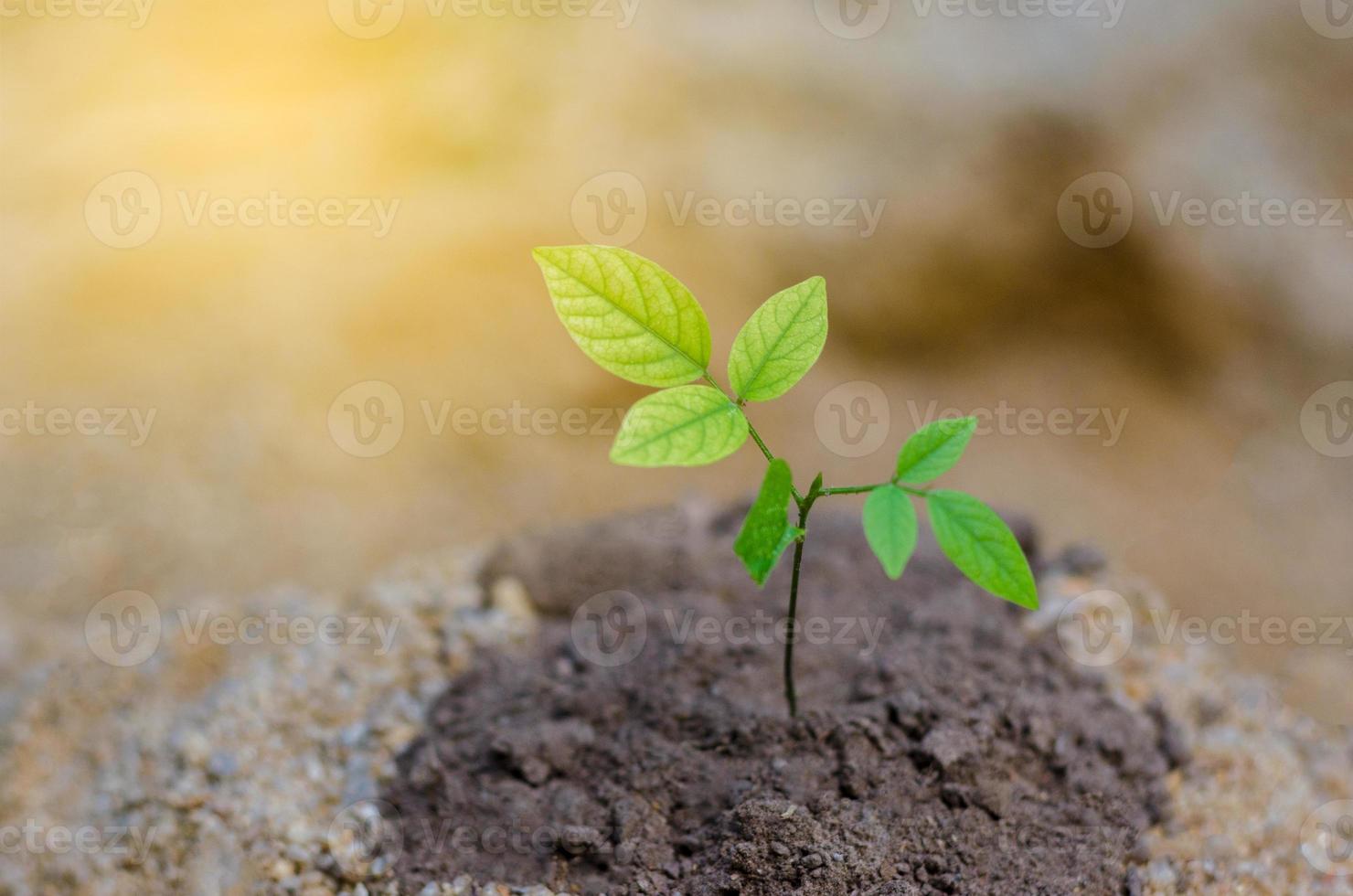 terreno arido alberello conservazione della natura prevenzione riscaldamento globale foto