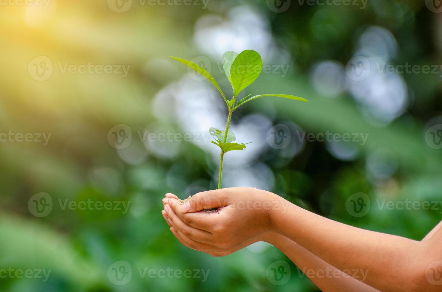 nelle mani di alberi che coltivano piantine. bokeh sfondo verde mano femminile che tiene albero sul campo della natura erba conservazione della foresta concept foto