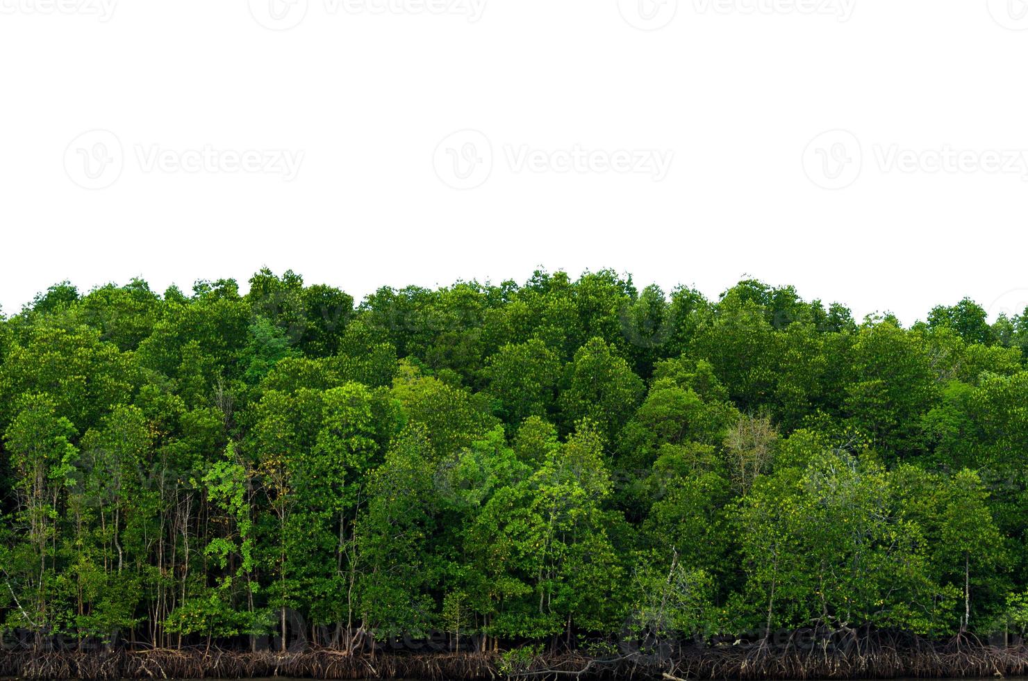 panorama albero sfondo bianco banner isolare foto