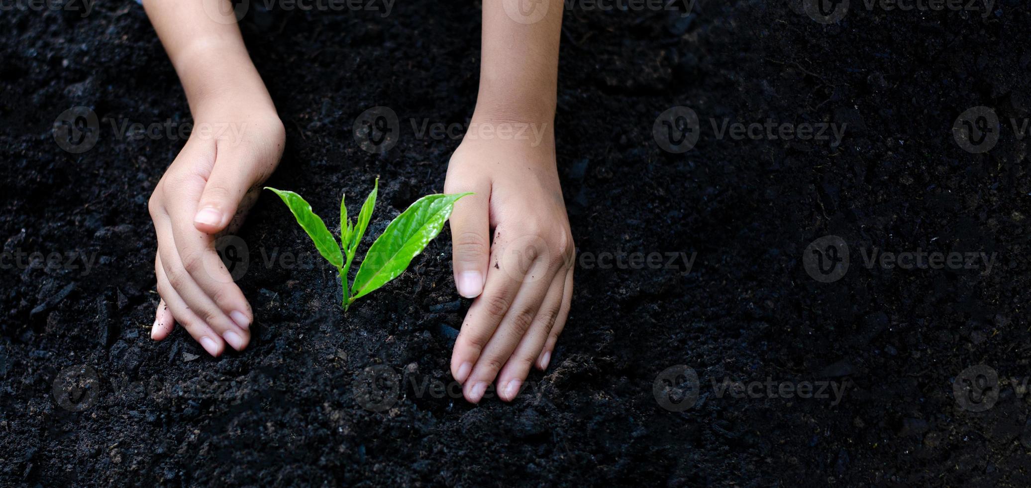 ambiente giornata della terra nelle mani di alberi che crescono piantine. bokeh sfondo verde mano femminile che tiene albero sul campo della natura erba conservazione della foresta concept foto