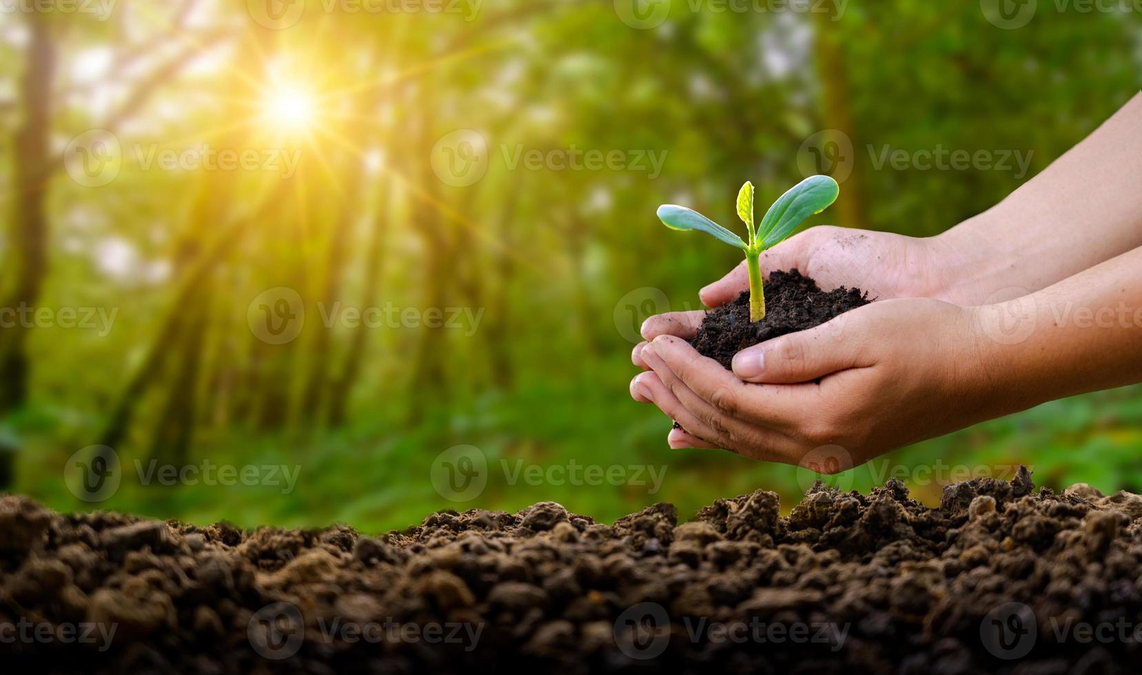 ambiente giornata della terra nelle mani di alberi che crescono piantine. bokeh sfondo verde mano femminile che tiene albero sul campo della natura erba conservazione della foresta concept foto