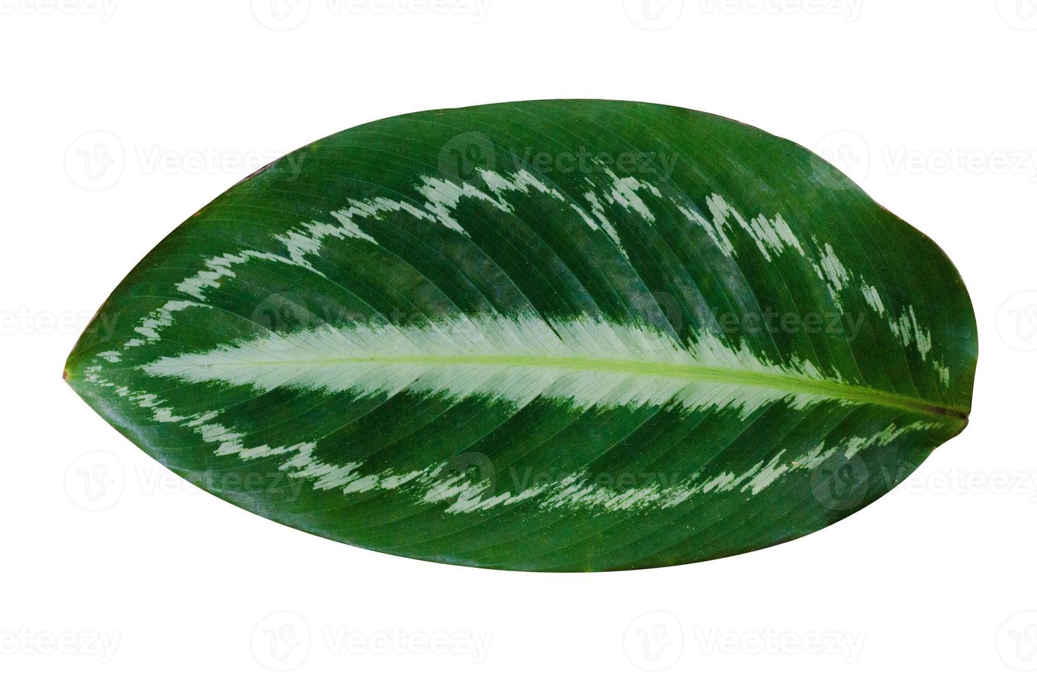 foglie calathea ornata gessato sfondo bianco isolare foto