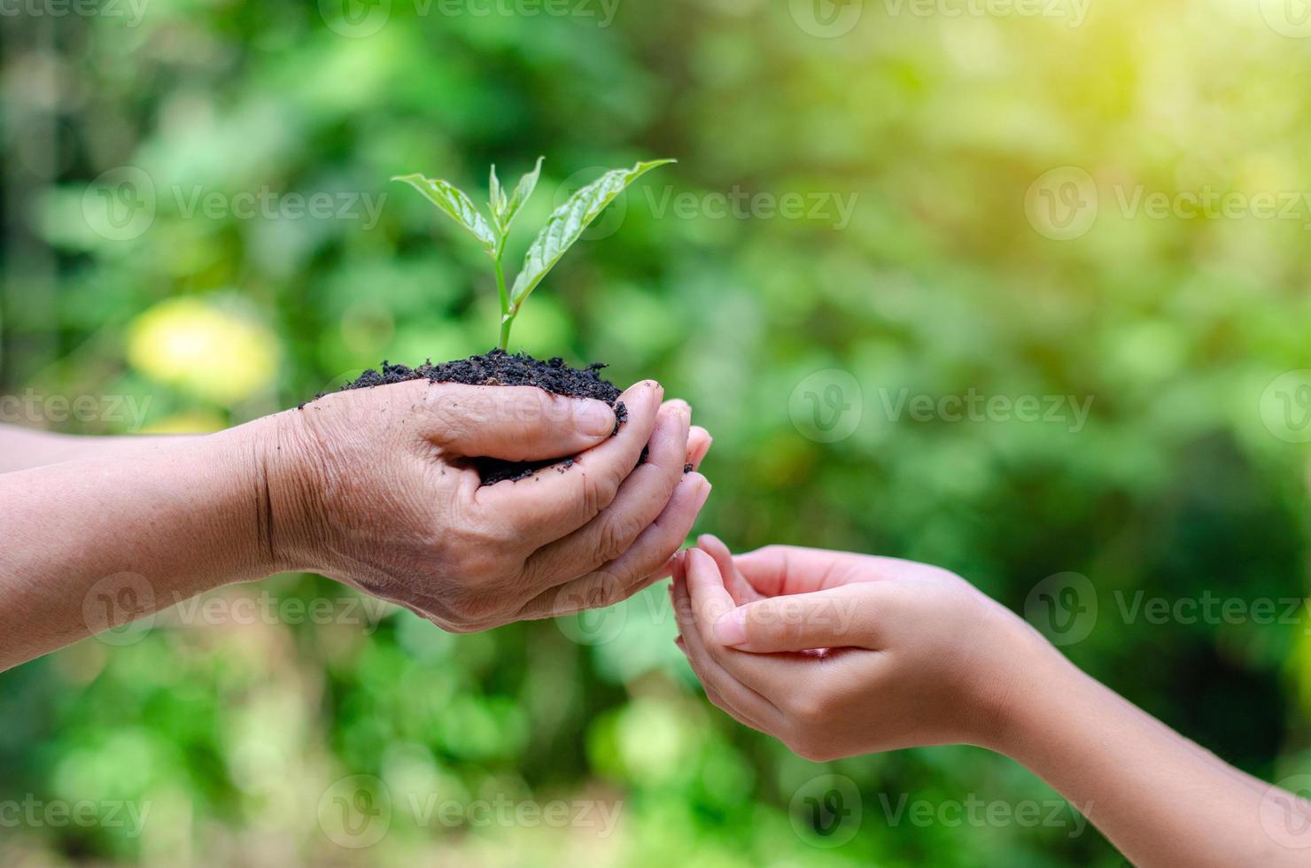 adulti bambino mano albero ambiente giornata della terra nelle mani di alberi che crescono piantine. bokeh sfondo verde mano femminile che tiene albero sul campo della natura erba conservazione della foresta concept foto