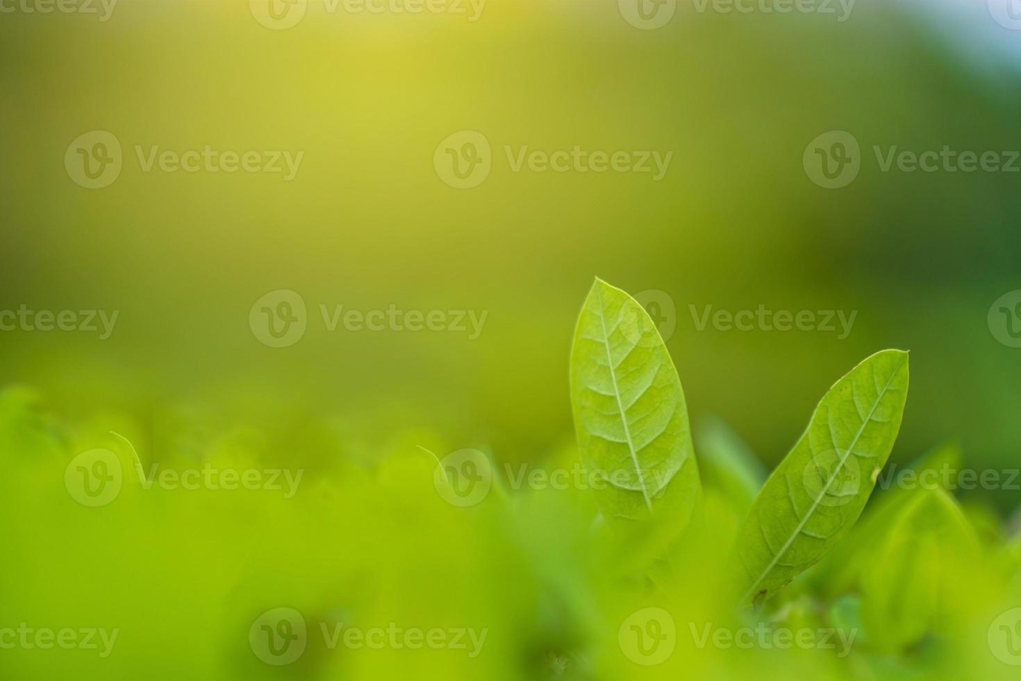 le foglie sfocano l'erba verde fresca poco profonda il paesaggio delle piante verdi naturali utilizzando come sfondo o carta da parati foto