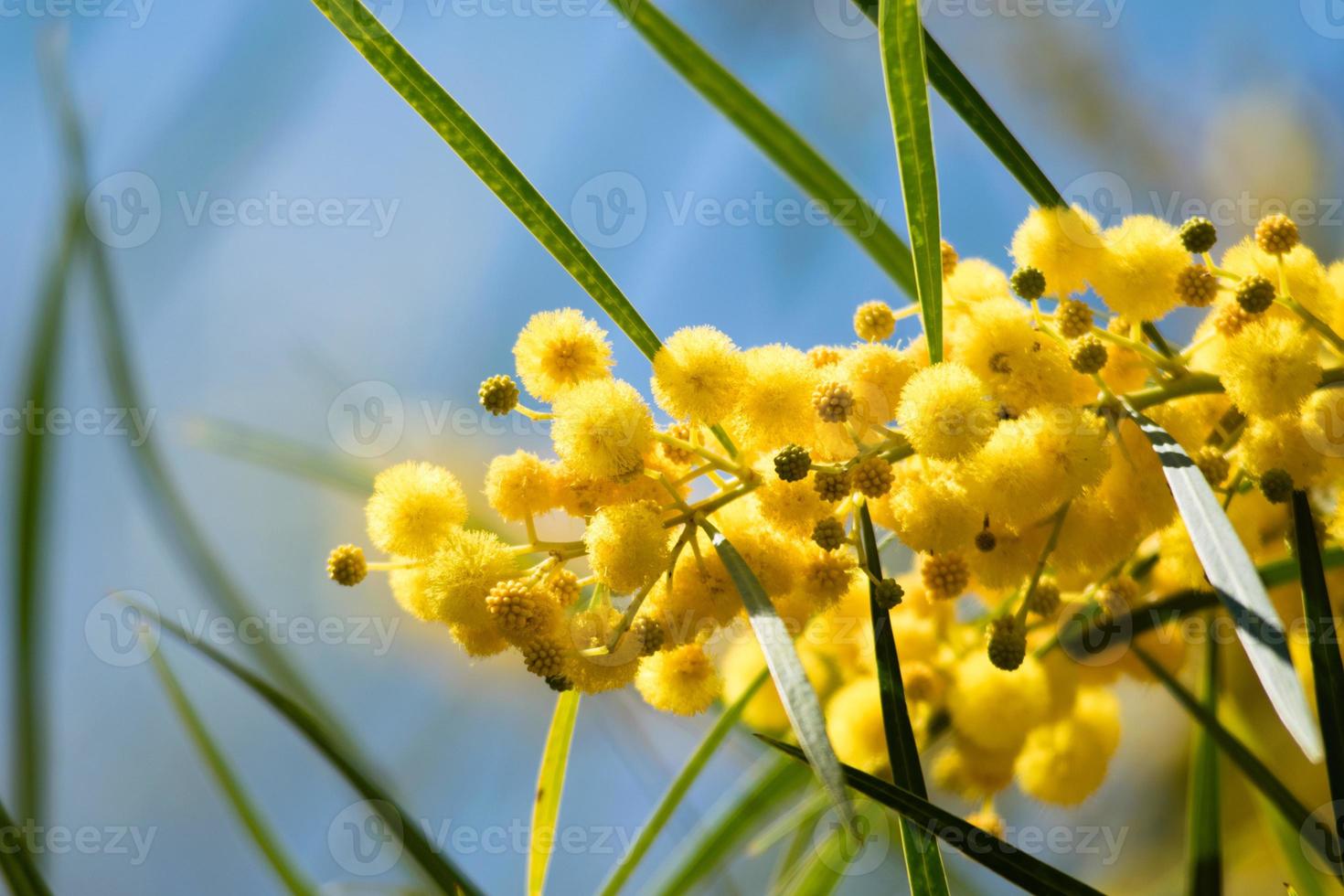 fioritura dell'albero di mimosa, acacia pycnantha, bargiglio dorato da vicino in primavera, fiori gialli brillanti, coojong, bargiglio dorato della corona, bargiglio arancione, bargiglio dalle foglie blu, acacia saligna foto