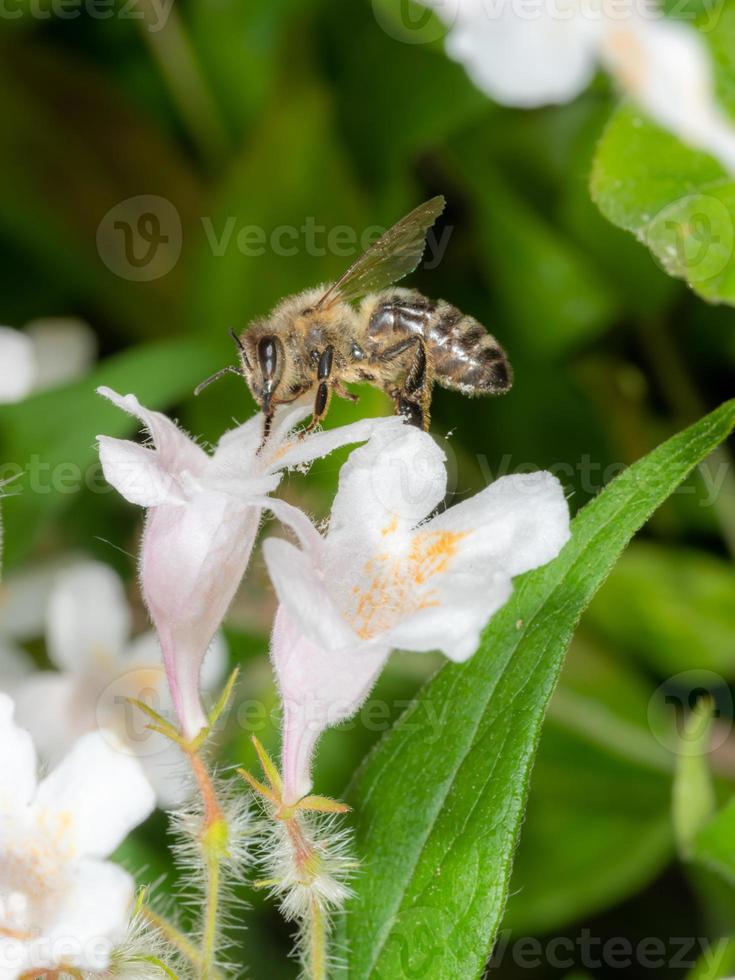 l'ape si siede su un fiore bianco su uno sfondo sfocato blurred foto