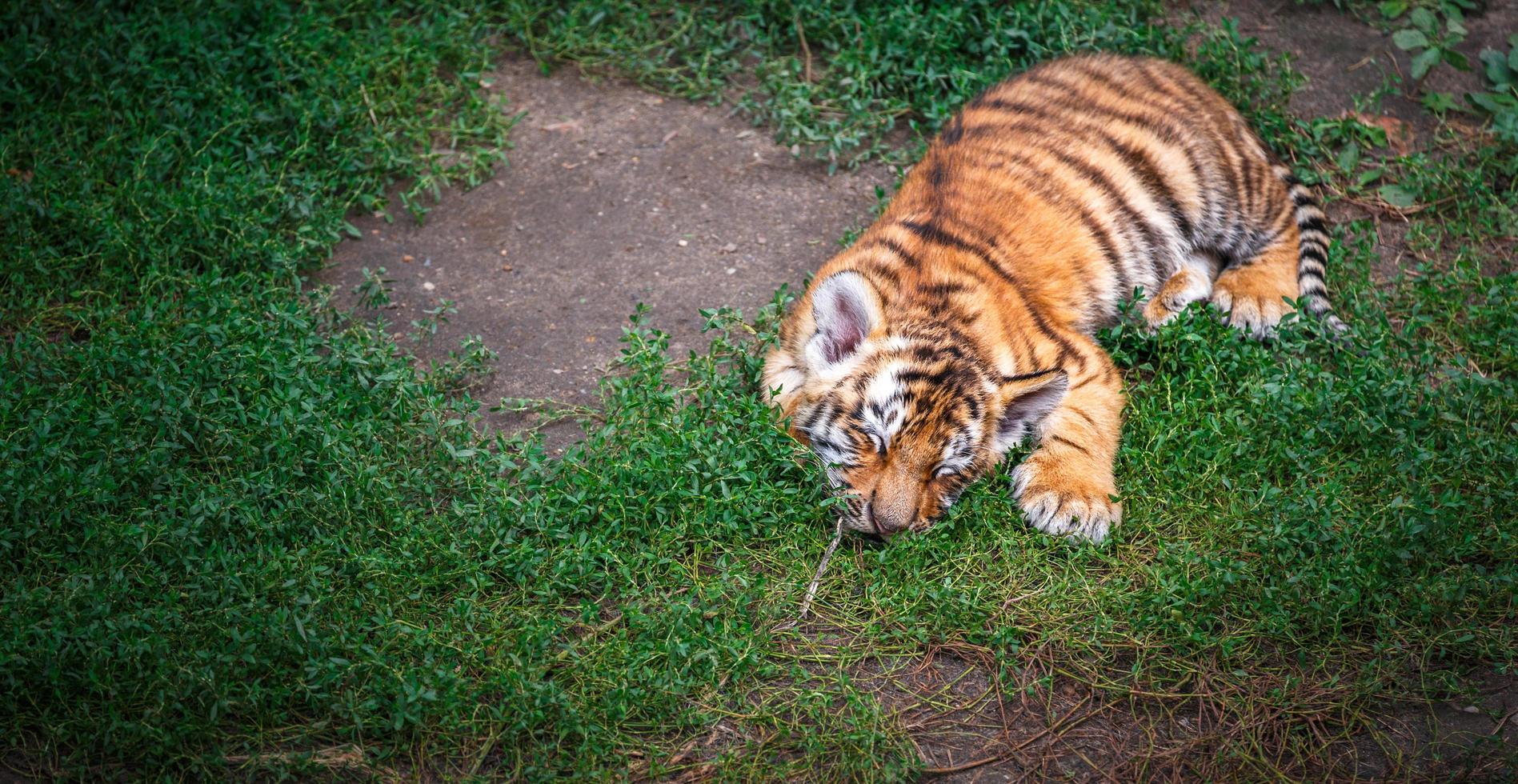 ritratto di tigre foto
