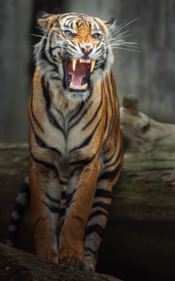 ritratto della tigre di Sumatra foto