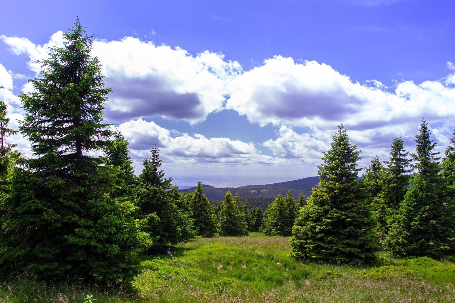 foresta estiva in montagna foto