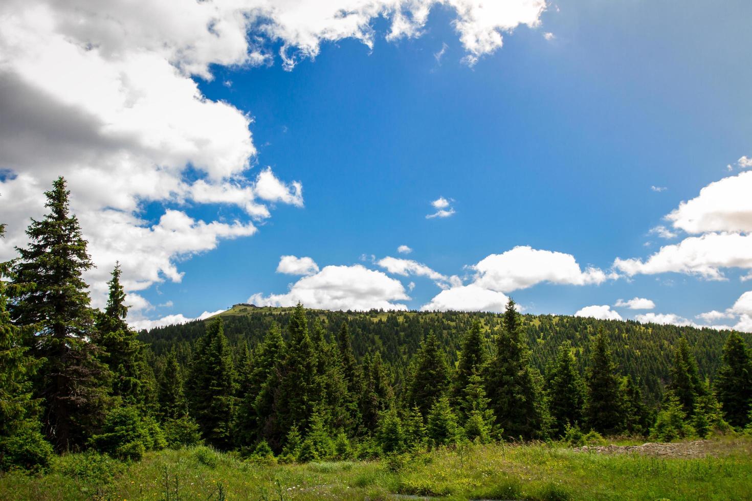 foresta estiva in montagna foto