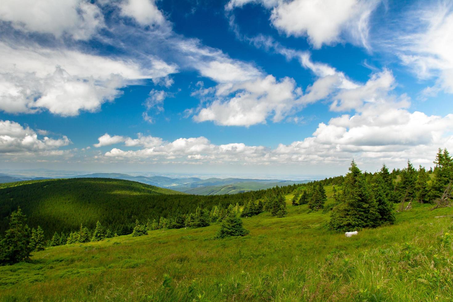 foresta estiva in montagna foto