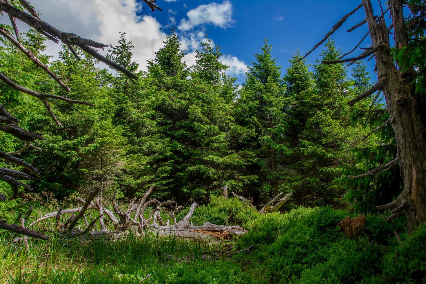 foresta estiva in montagna foto