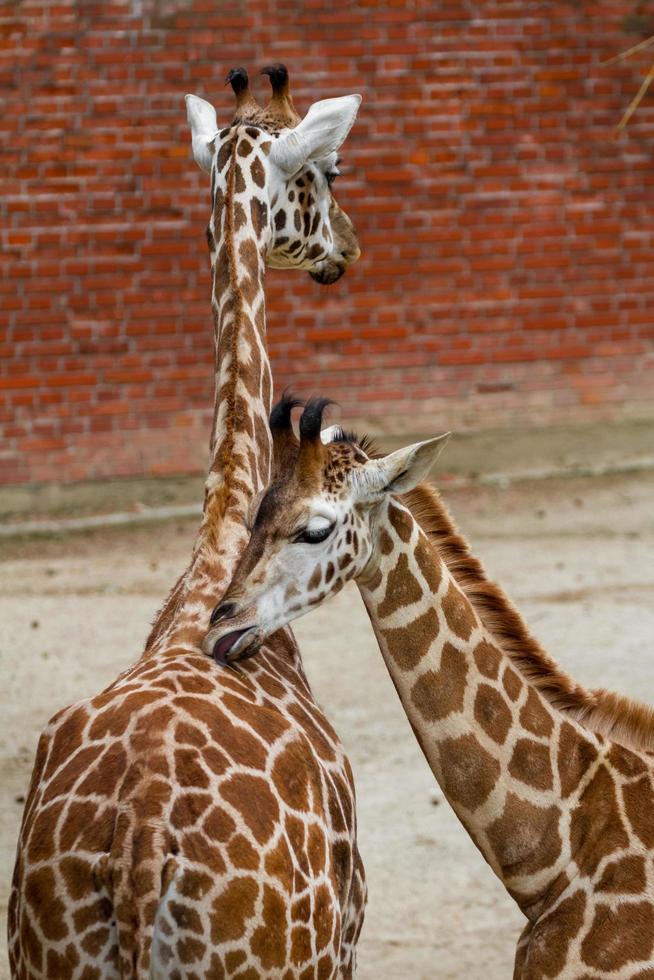 giraffe nello zoo foto