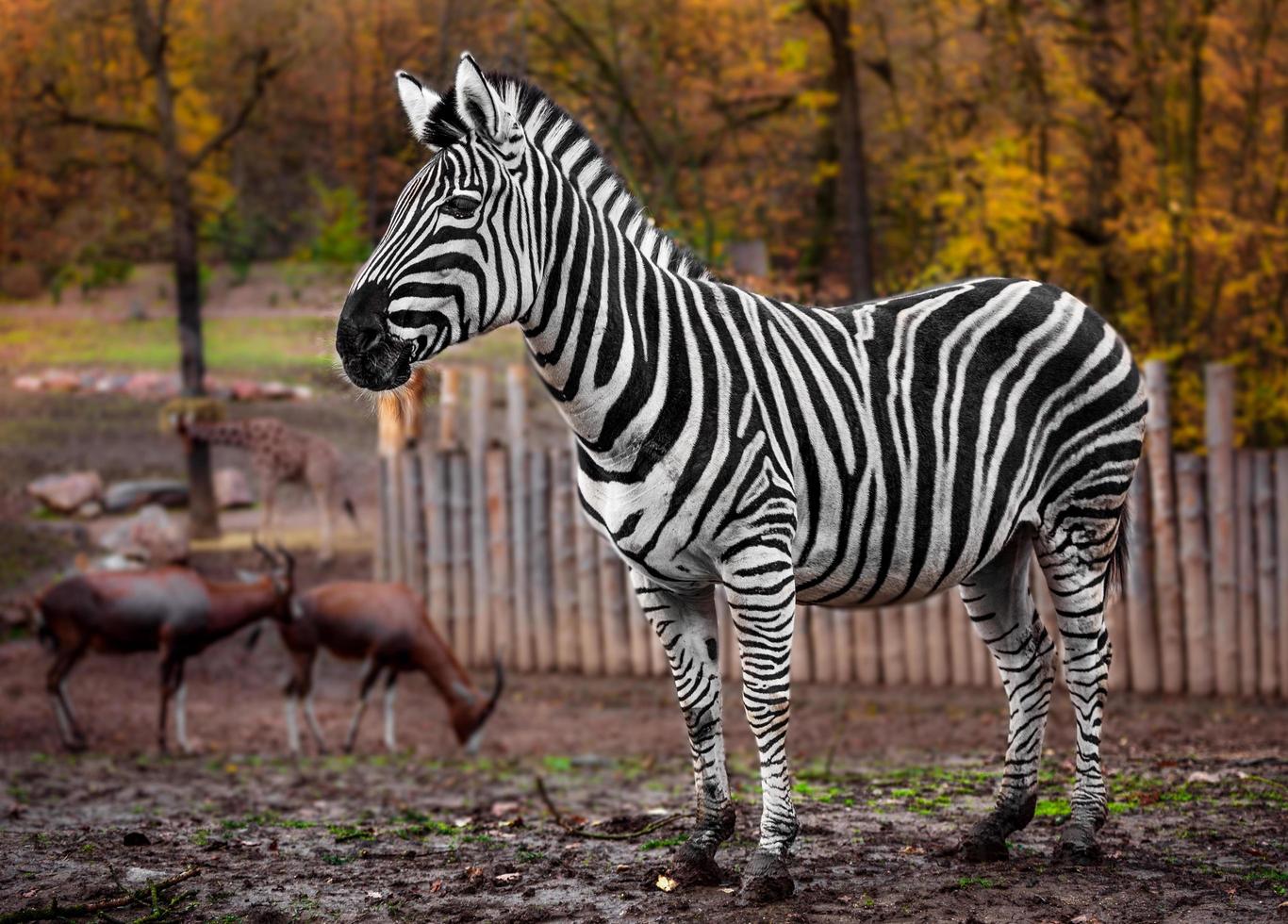 zebra nello zoo foto