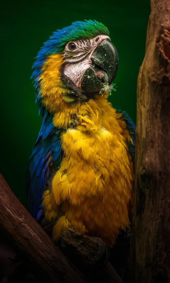 macaw blu e giallo foto