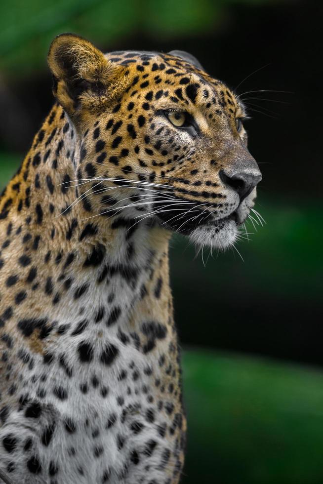 Leopardo dello Sri Lanka foto