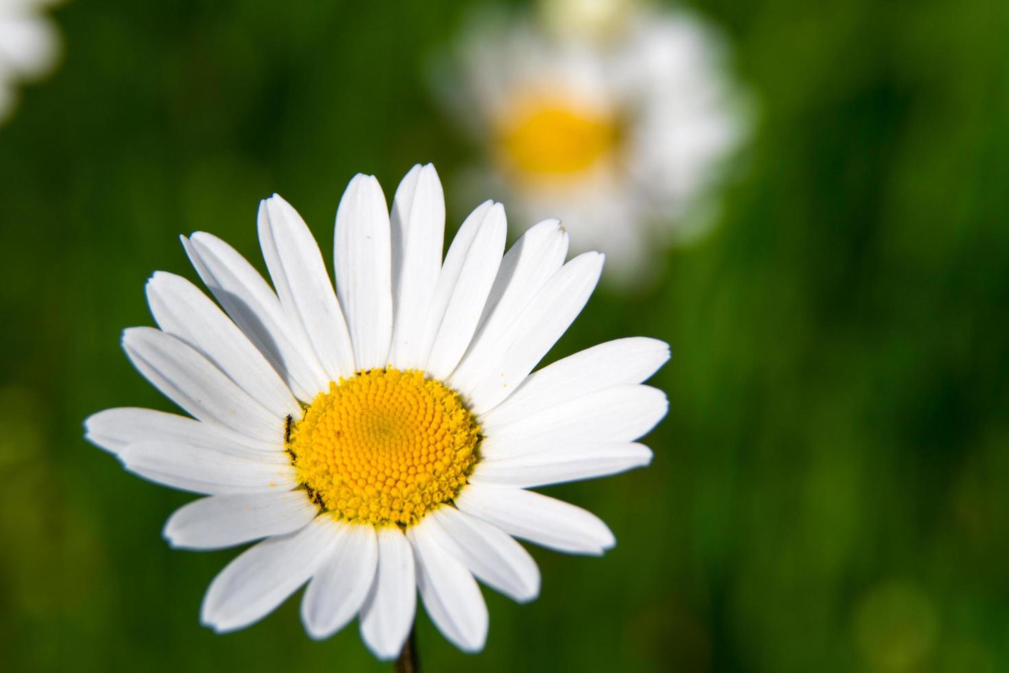 dettaglio del leucanthemum foto