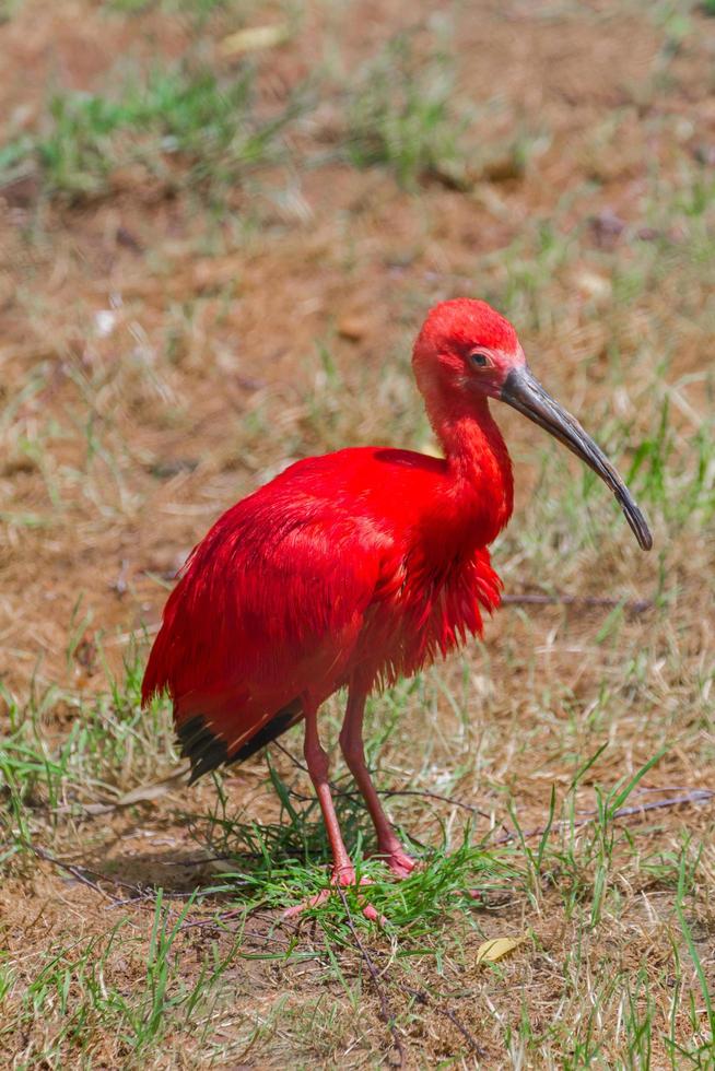 ibis scarlatto allo zoo foto