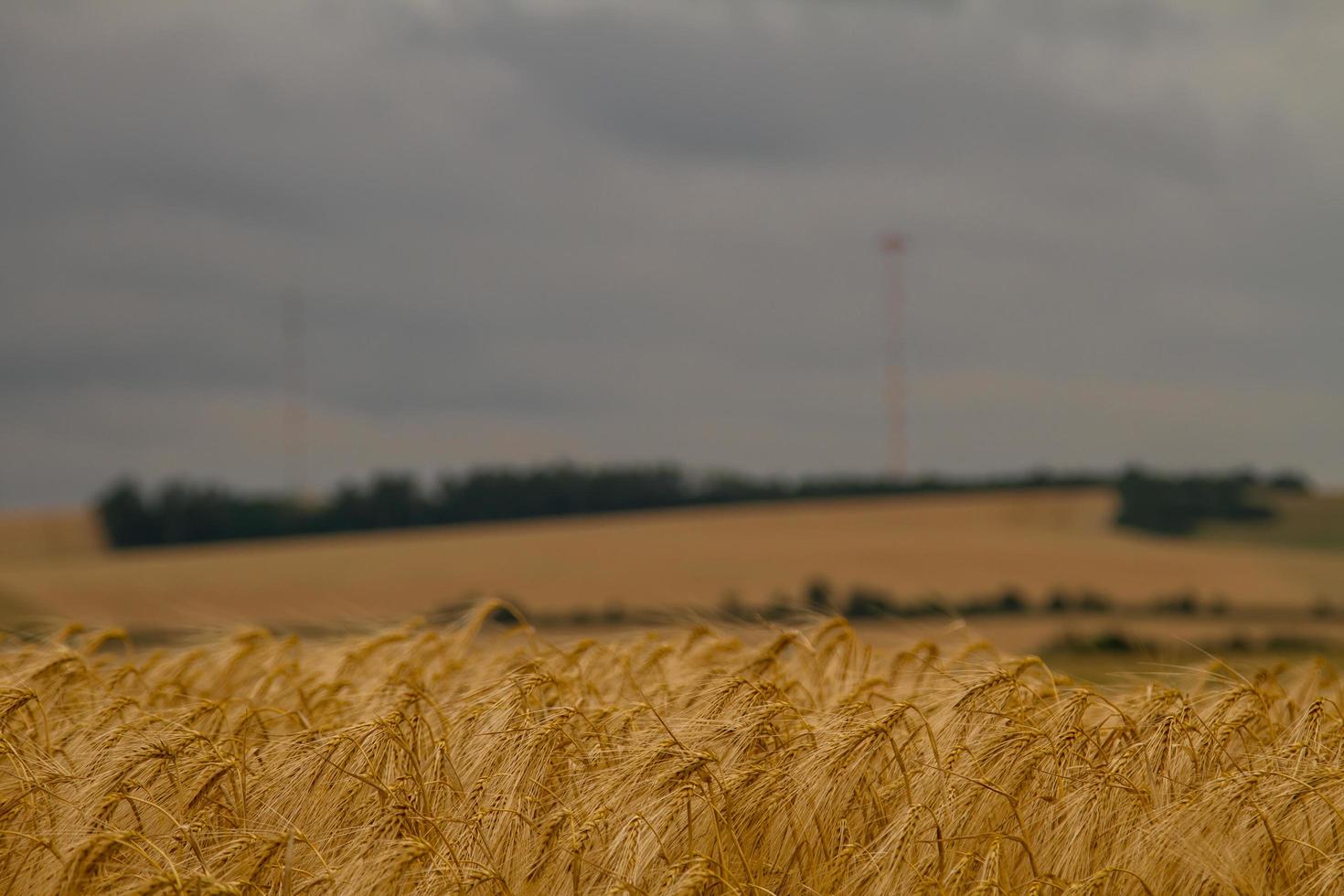 dettaglio di orzo foto